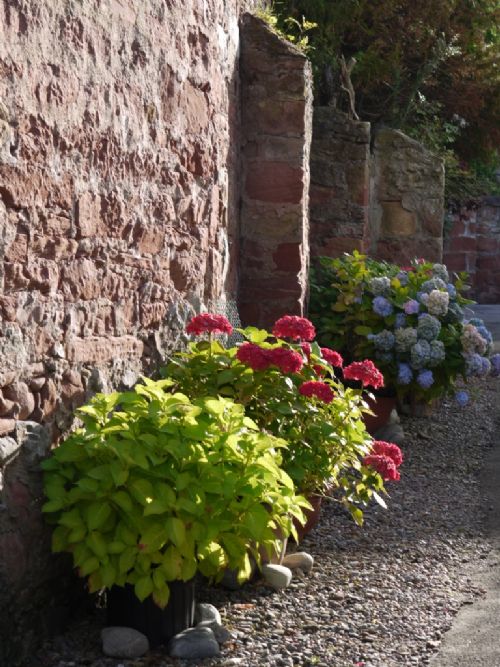 Flowers in a Cromarty vennel